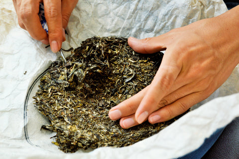 Breaking a green Puerh tea cake from Lake Missoula Tea Company, showcasing the rich, compressed tea leaves in natural light.