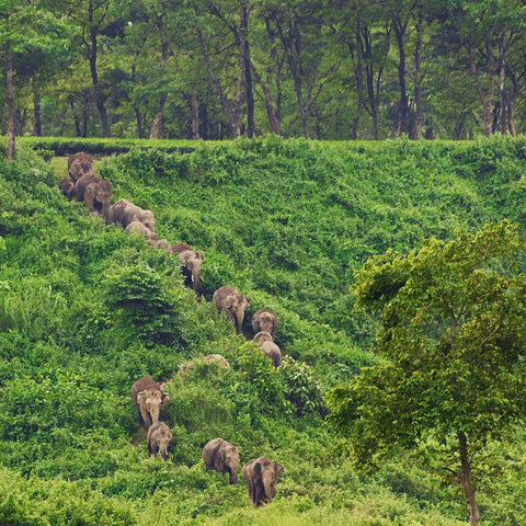 Green tea leaves from Lake Missoula Tea Company's Darjeeling District Green tea, shown with fresh, vibrant leaves and a scenic hill background