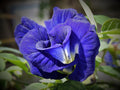 Blue butterfly pea flower tea from Lake Missoula Tea Company, featuring vibrant blue petals in a close-up shot.