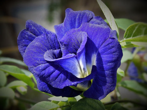 Blue butterfly pea flower tea from Lake Missoula Tea Company, featuring vibrant blue petals in a close-up shot.