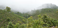 Image of Eastern Beauty tea leaves from Lake Missoula Tea Company, showcasing dried, whole tea leaves in a natural setting.