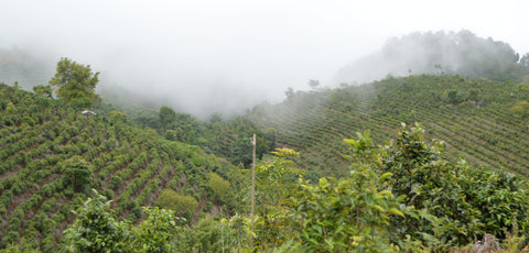Image of Eastern Beauty tea leaves from Lake Missoula Tea Company, showcasing dried, whole tea leaves in a natural setting.