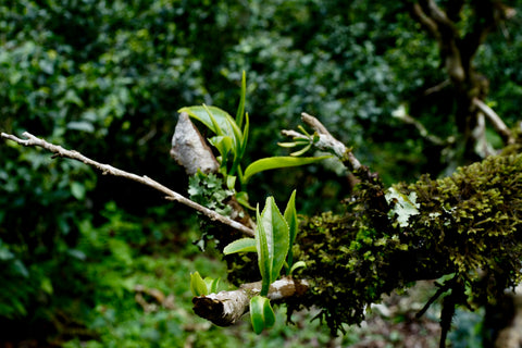 Green Puerh tea from Lake Missoula Tea Company featuring dried leaves and ancient tea tree leaves in a natural setting.