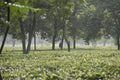 Freshly picked English Breakfast tea leaves from Lake Missoula Tea Company, displayed at a monkey tea farm.