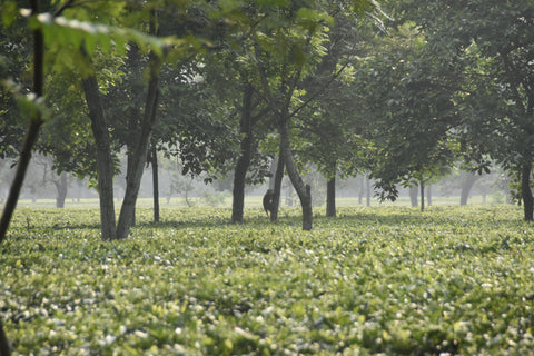 Freshly picked English Breakfast tea leaves from Lake Missoula Tea Company, displayed at a monkey tea farm.