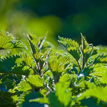 Fresh dried nettle leaves for tea by Lake Missoula Tea Company, shown in a clear image with vibrant green foliage.