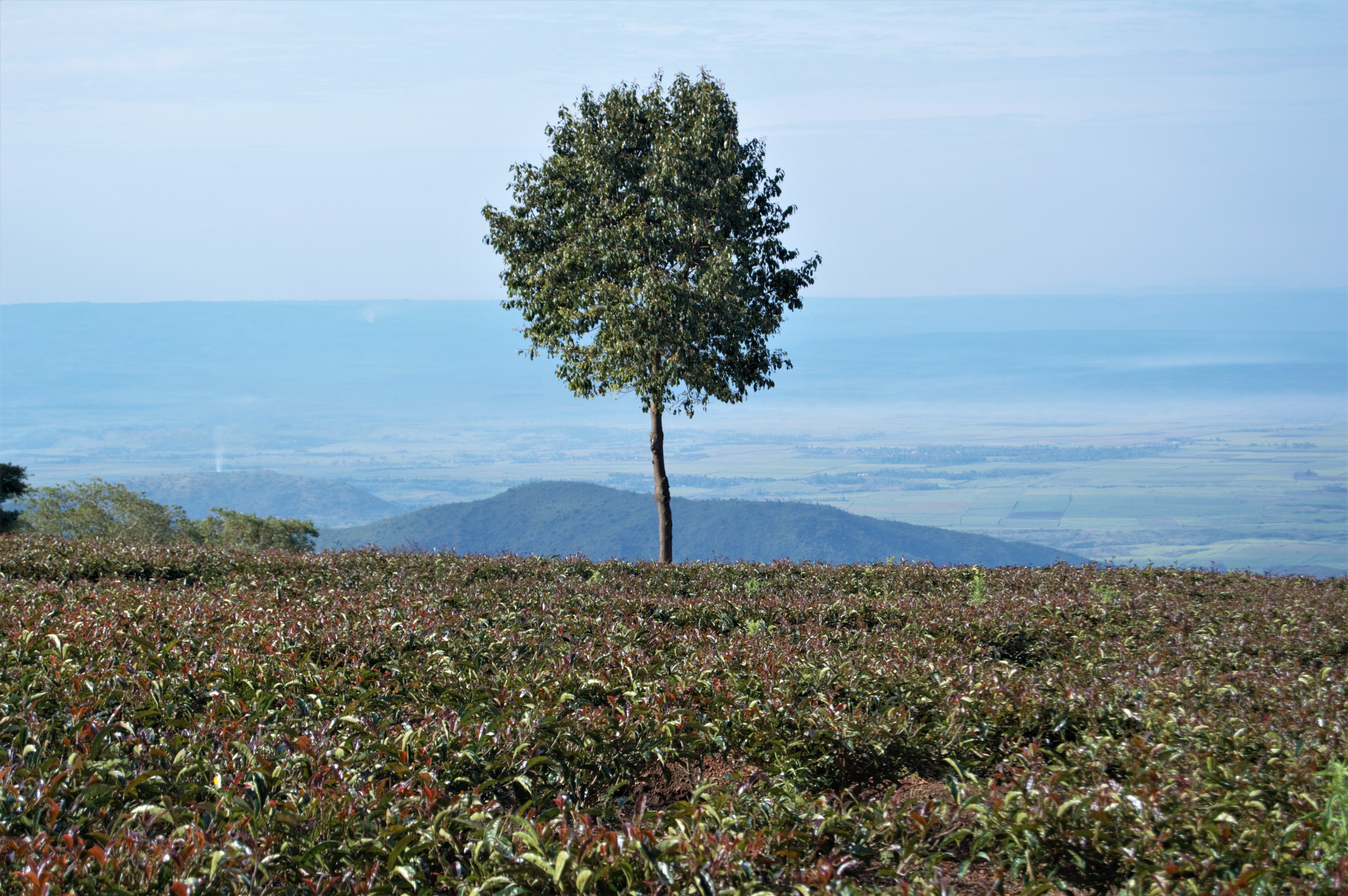 Rift Valley Currant – Lake Missoula Tea Company