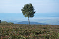 Purple Rift Valley Currant tea leaves with a tree in the background, showcasing the Lake Missoula Tea Company’s herbal tea product.