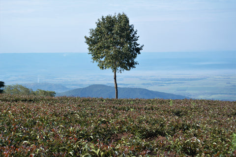Purple Rift Valley Currant tea leaves with a tree in the background, showcasing the Lake Missoula Tea Company’s herbal tea product.