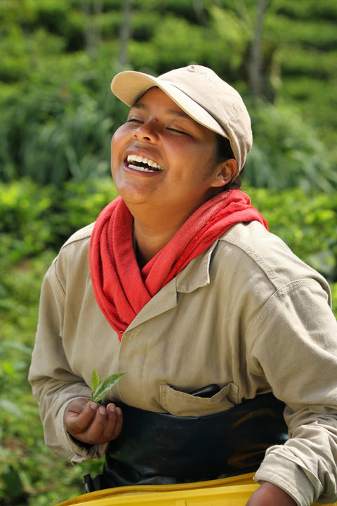 Smiling woman picking tea leaves in Colombia, holding a cup of Birdsong Black tea by Lake Missoula Tea Company.