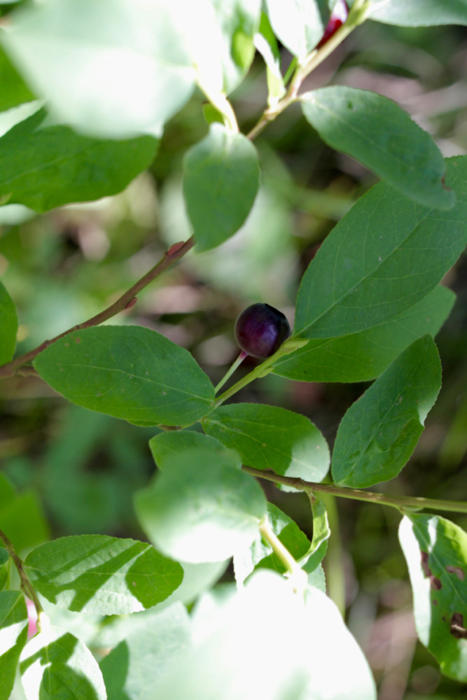 huckleberry on the bush