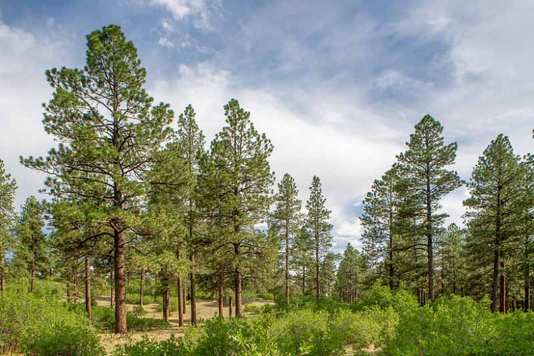 Ponderosa pine forest