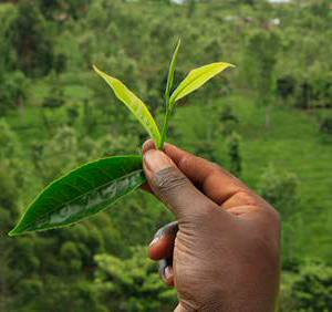 Kenyan tea