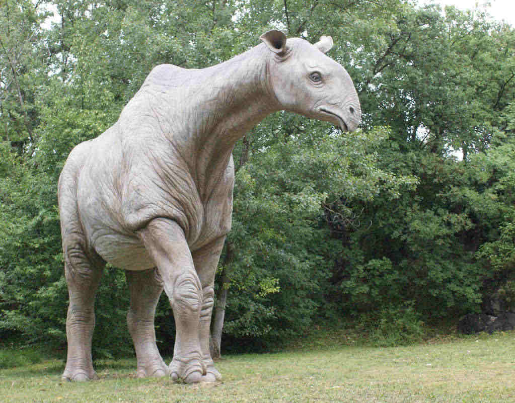 Paraceratherium, now extinct hornless rhino. Picture credit thefossilguy.com