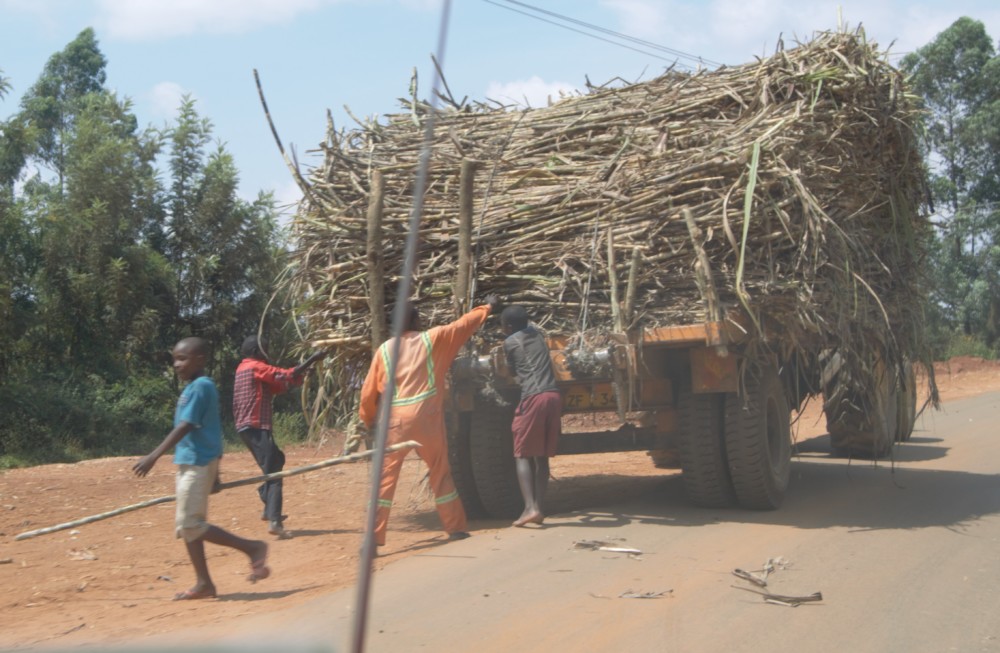 you need fire wood to process tea in Kenya