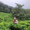 picking tea Colombian tea farm