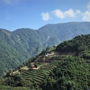 Taiwan tea farms, oolong tea