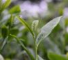 Organic tea leaf