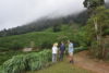 Colombian tea farm