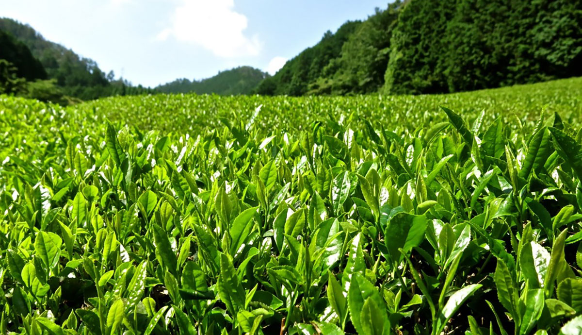 Single Origin Black Tea