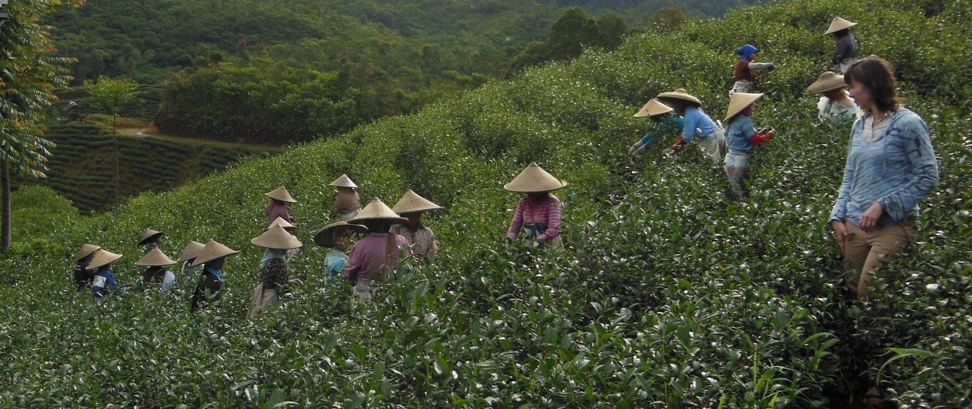 Women picking tea at Indonesian tea farm
