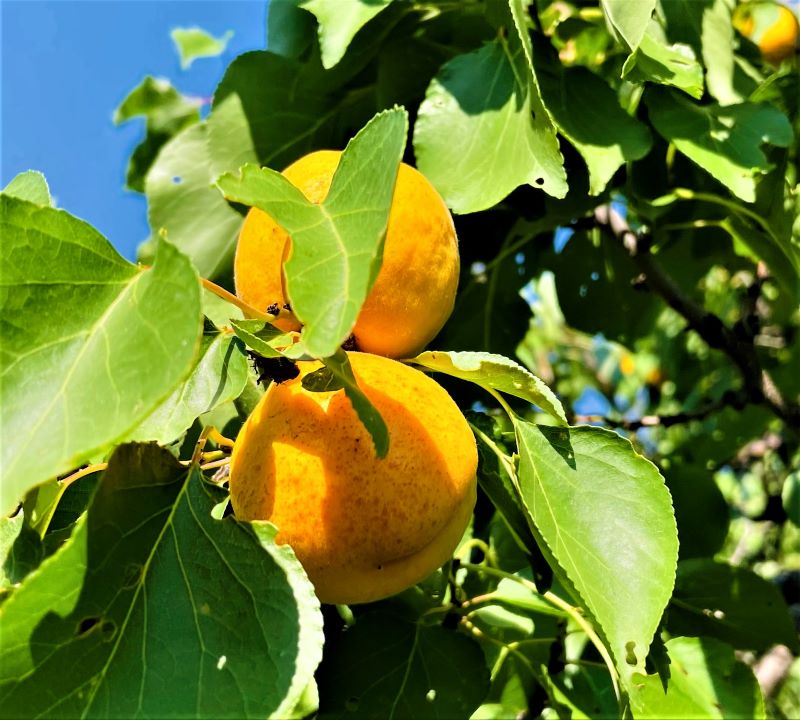 Apricots fresh on the tree
