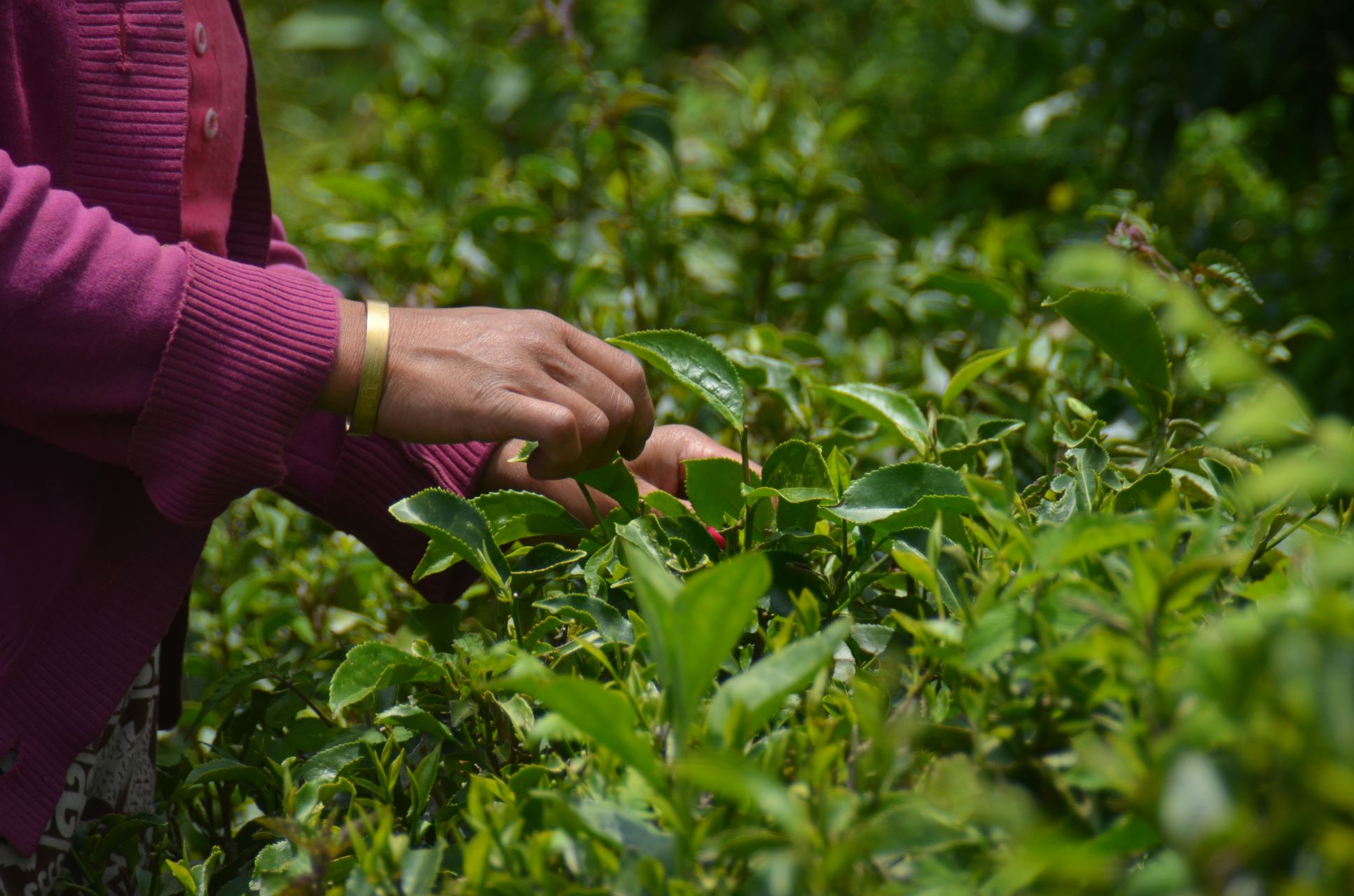picking tea at Nepalese tea farm