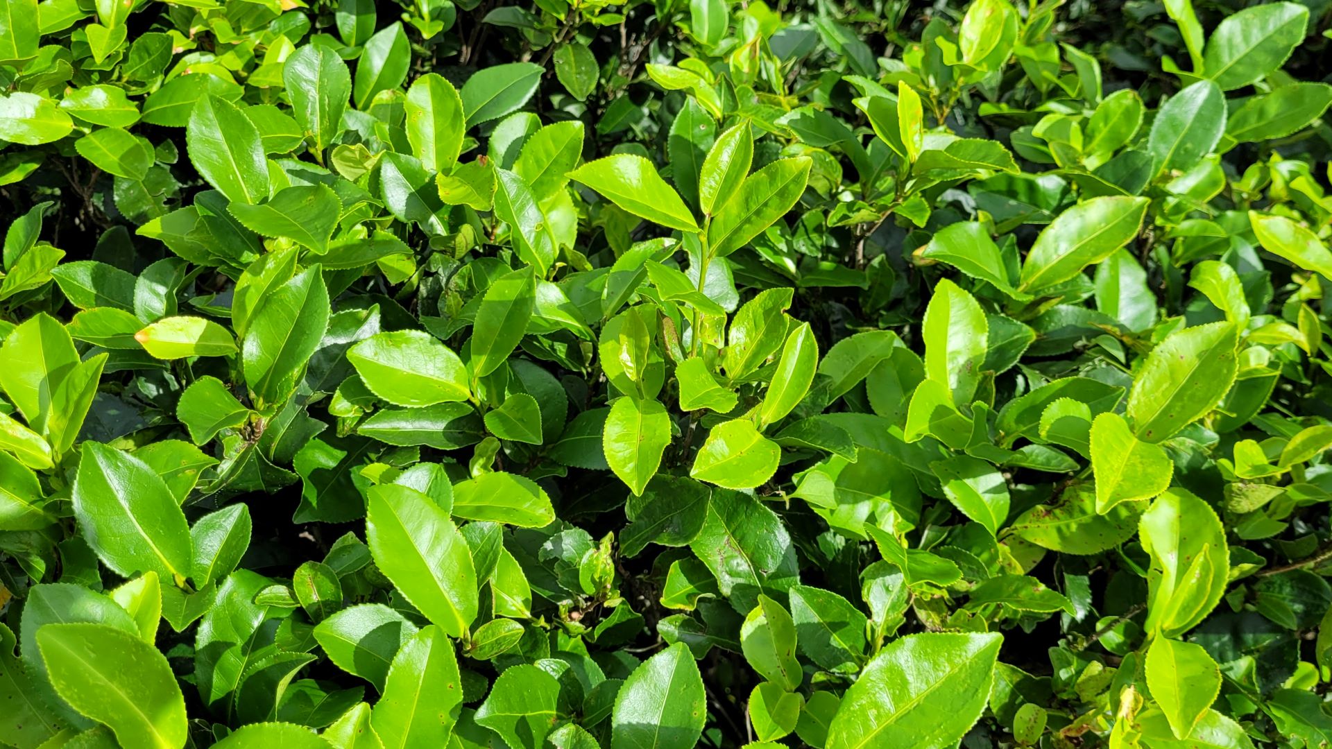 Camellia sinensis, or tea, grows in a belt around the equator.